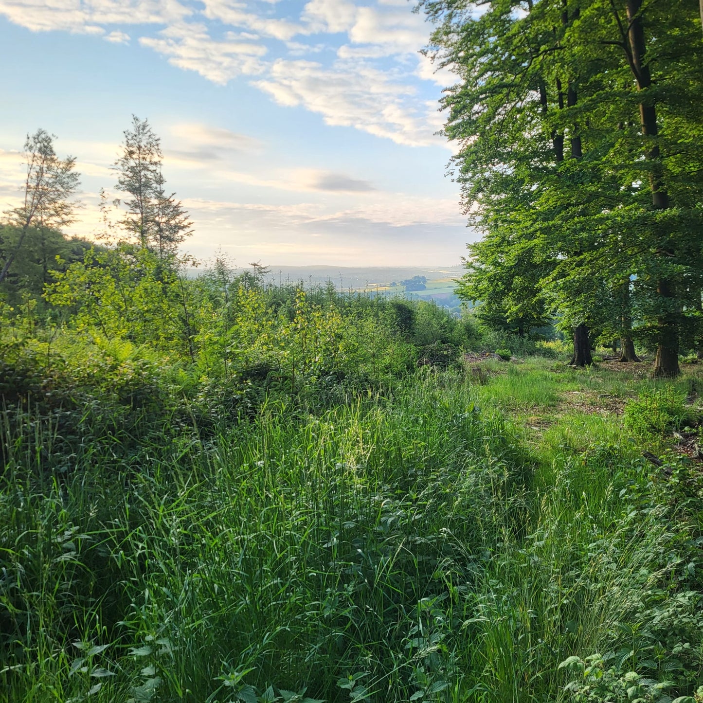 Naturreiner Bienenhonig vom Bienenstand zwischen Himbeer- und Brombeerblüten bei Sommersell im Kreis Lippe 500g