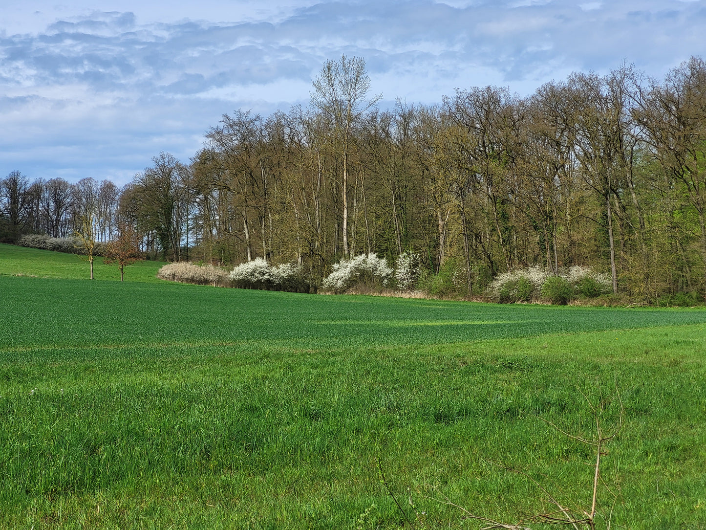 Naturreiner Bienen-Honig von Frühlingswiesen unter Apfelbäumen in Billerbeck 250g
