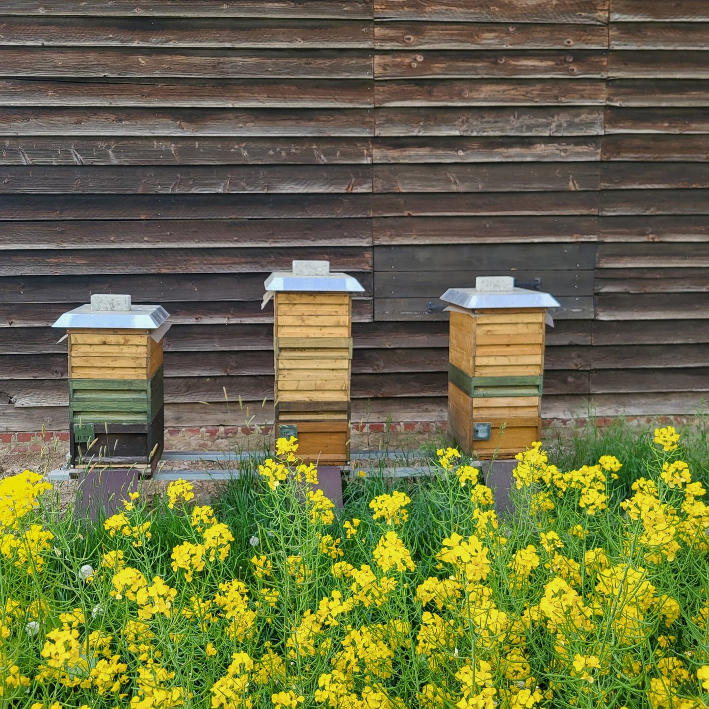 Naturreiner Bienenhonig gesammelt von den Rapsfeldern auf den Steinheimer-Bördefeldern bei Eichholz 500g
