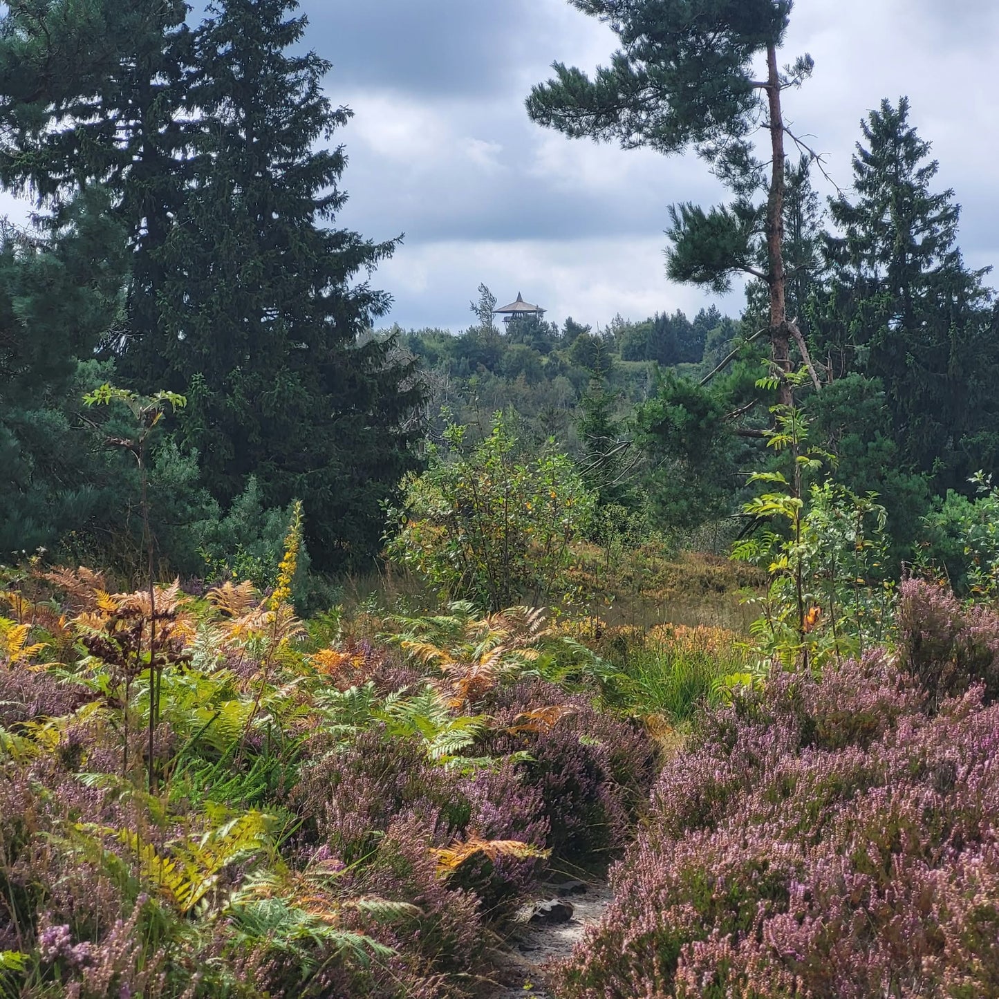 Naturreiner Honig von Brombeerblüten in der Nähe des Hermannswegs im Teutoburger Wald 500g