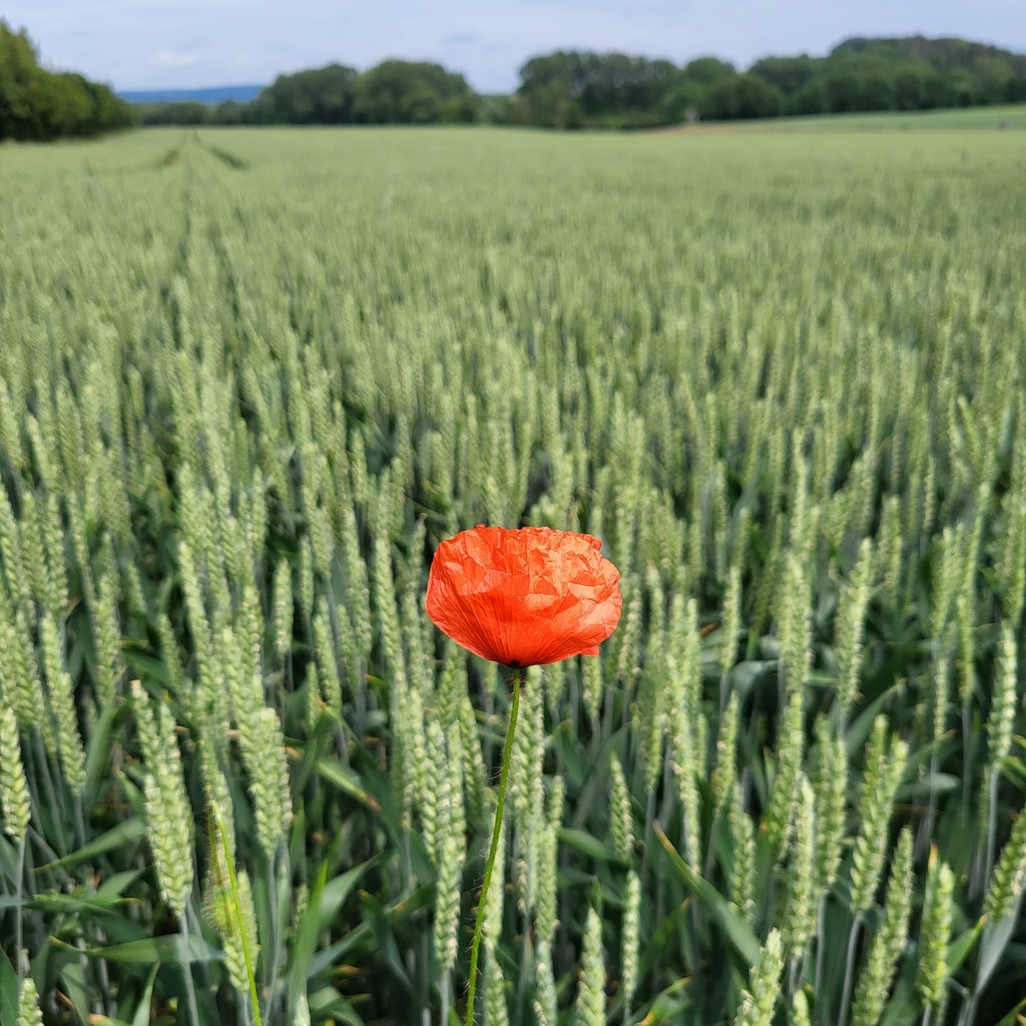 Naturreiner Bienen-Honig Blütenmix aus Frühlings- u. Sommerhonig an den Emmerauen 500g