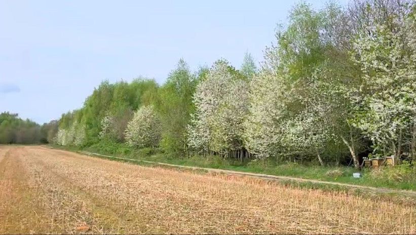 Naturreiner Frühlingsblütenhonig von Wiesen und Hecken an den Emmerauen von Bienenvolk Eike 500g