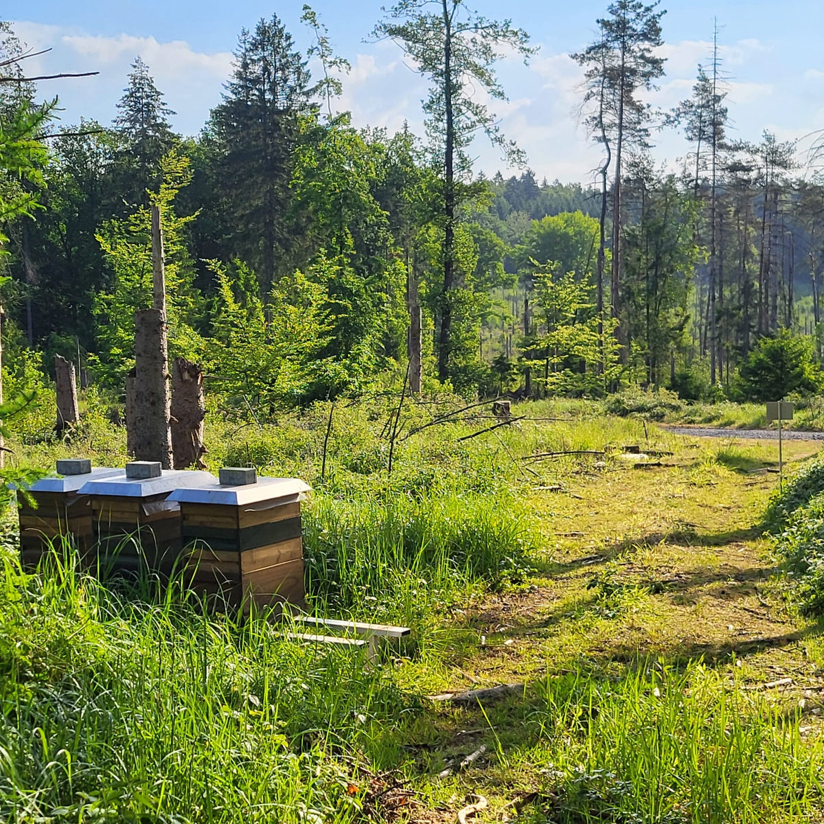 Naturreiner Honig von Himbeerblüten bei den Externsteinen im Teutoburger-Wald 250g