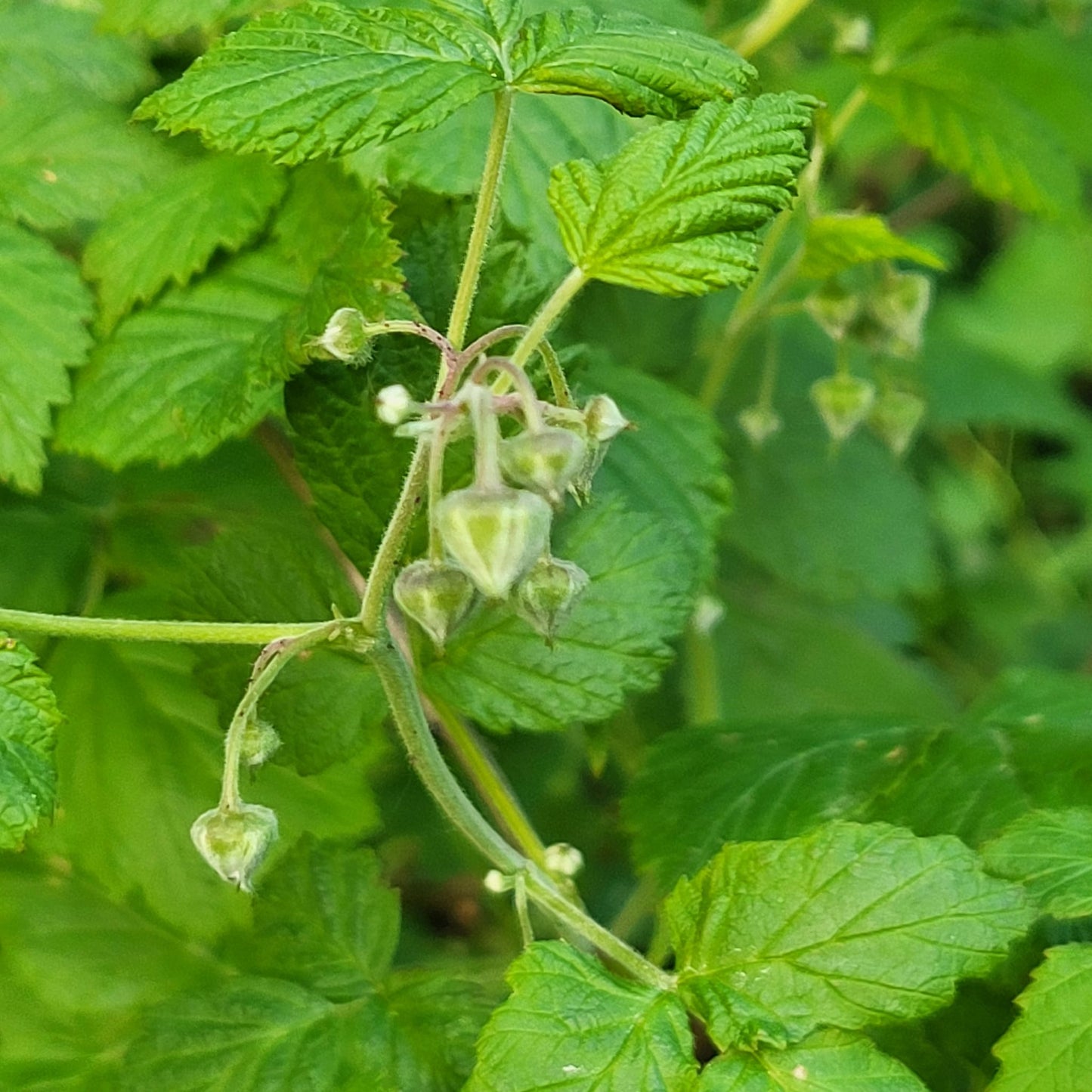 Naturreiner Bienenhonig vom Bienenstand zwischen Brombeer- und Himbeerblüten auf dem Osterberg 250g