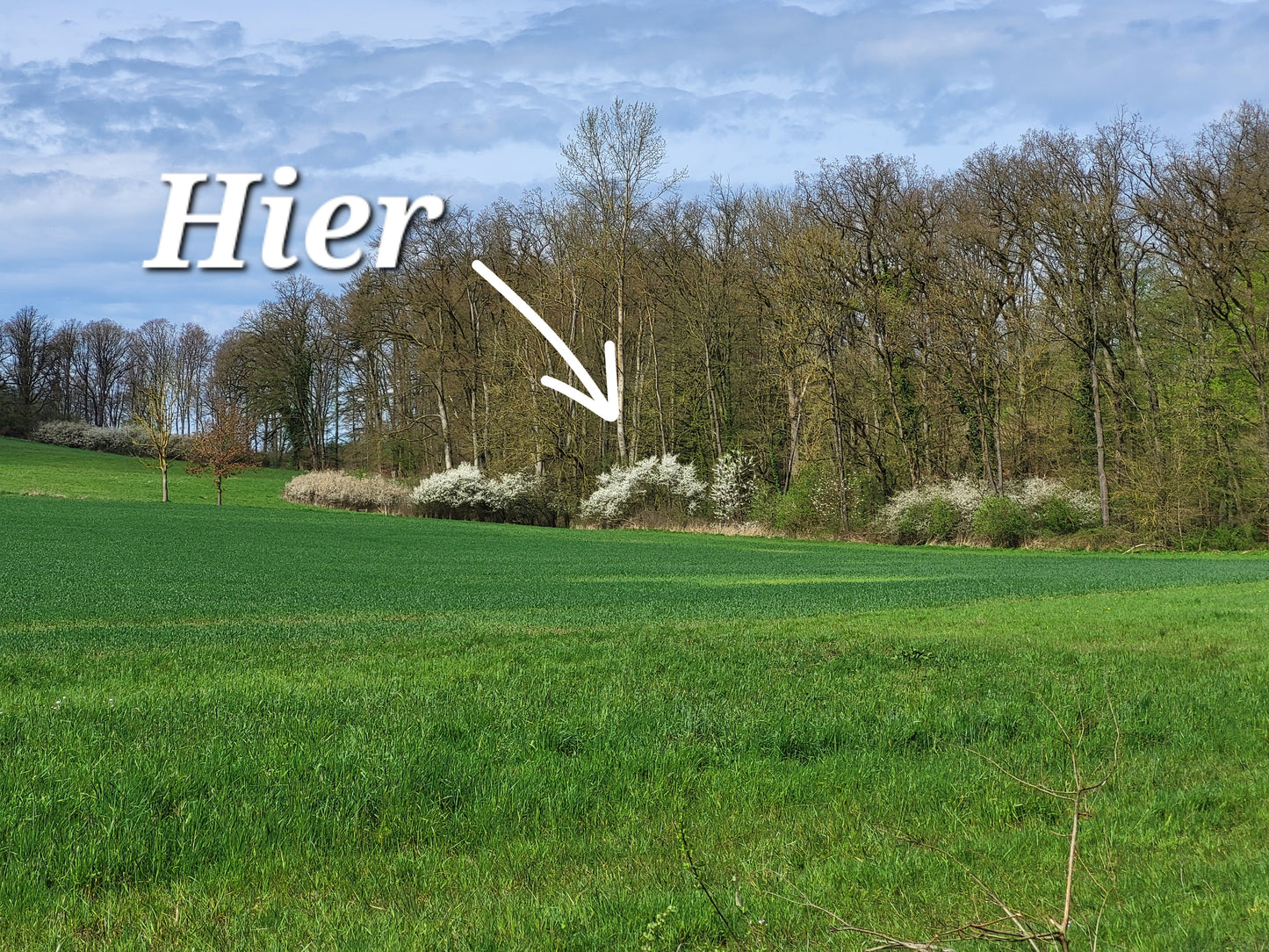 Naturreiner Bienen-Honig unter Apfelblüten am Norderteich bei Billerbeck 500g
