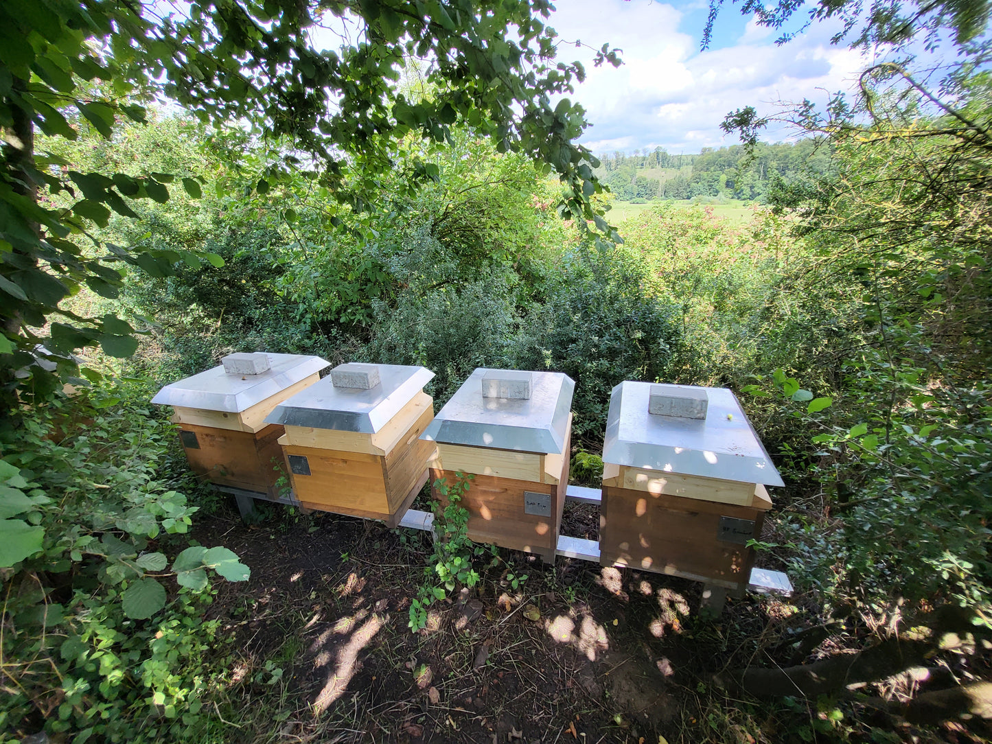 Naturreiner Blütenmix aus Frühlings- und Sommerhonig von den Waldrändern und Feldern auf dem Bellenberg bei Vahlhausen 500g