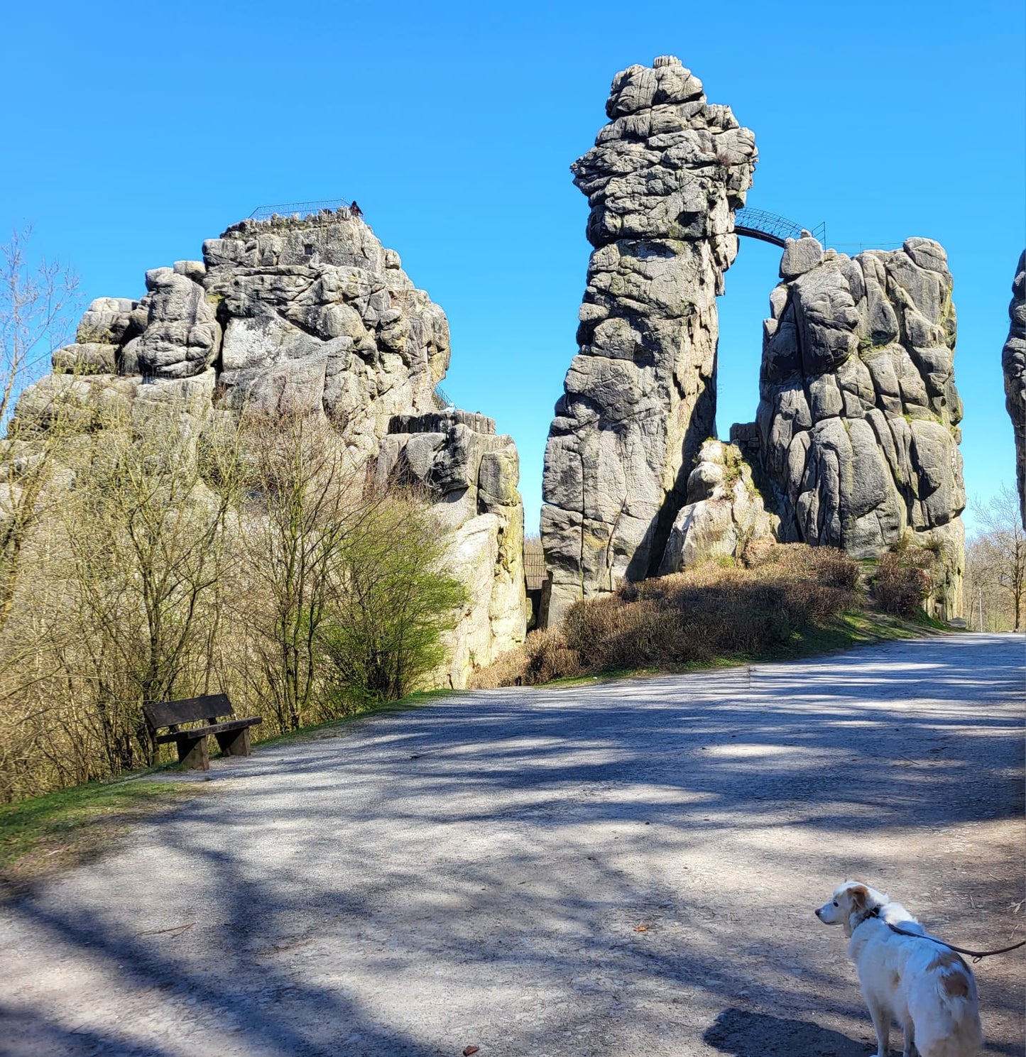 Naturreiner Bienenhonig von Himbeerblüten bei den Externsteinen im Teutoburger Wald 500g