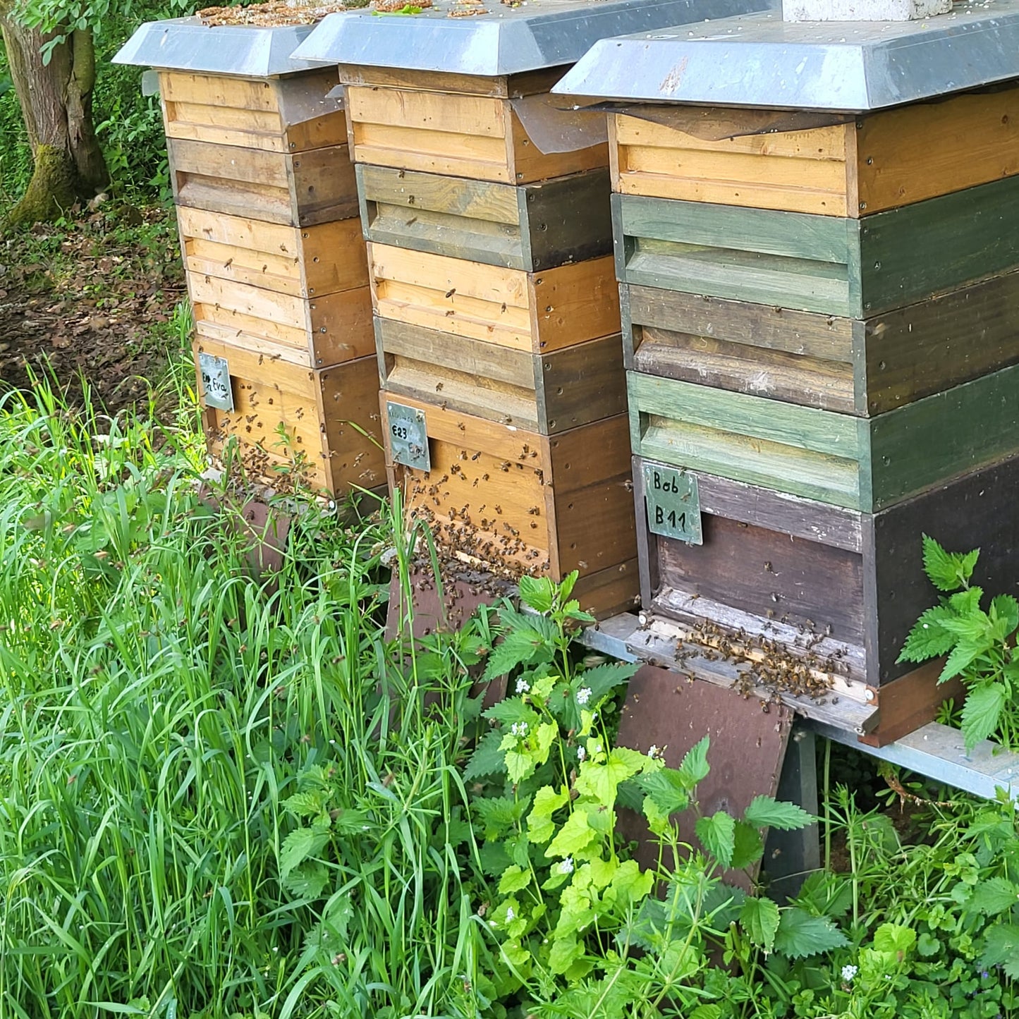 Naturreine Frühlingsblüte von den Auen des Niederbellerbachs in Ostwestfalen-Lippe 500g