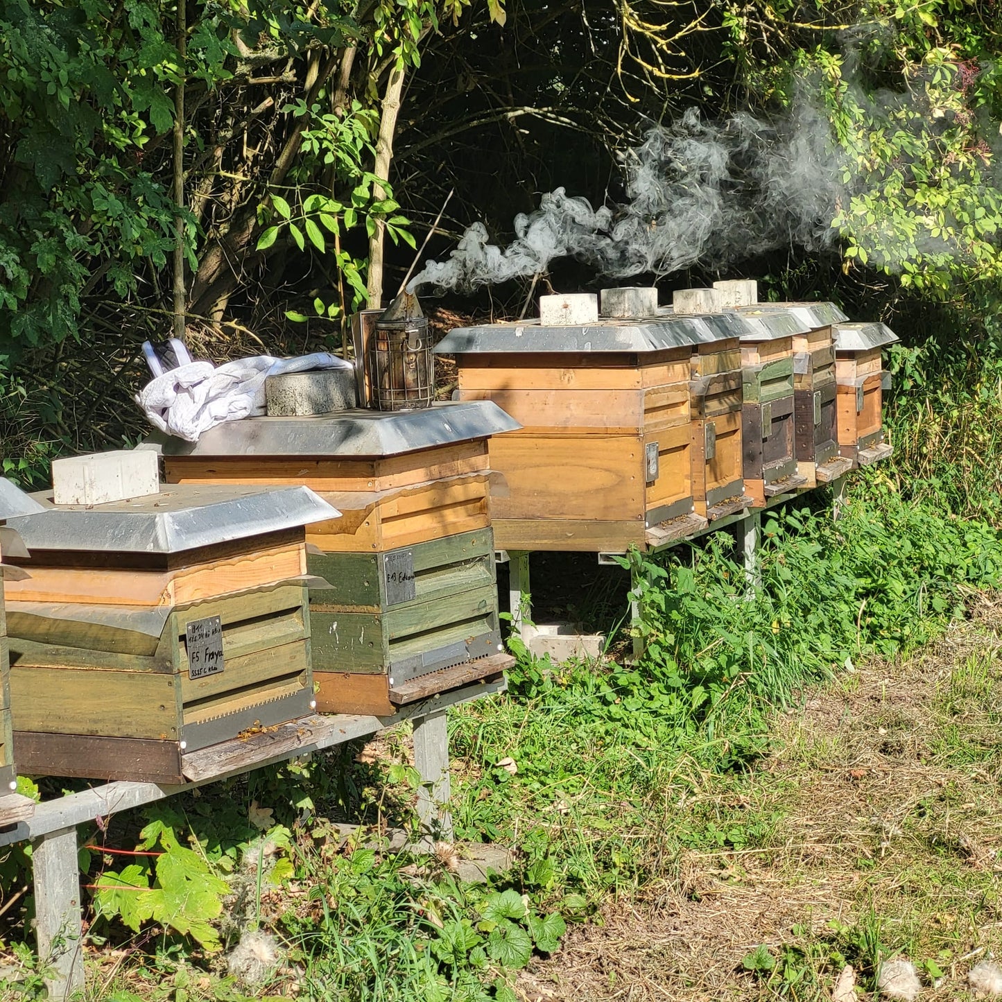 Naturreine Frühlingsblüte von den Auen des Niederbeller Bachs in Ostwestfalen-Lippe 500g